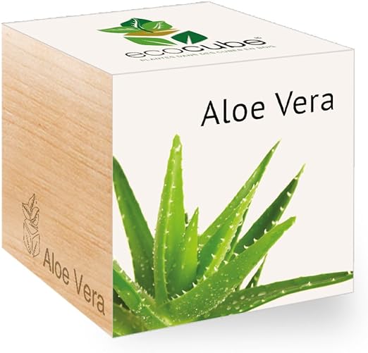 regalo per la mamma aloe vera in cubo